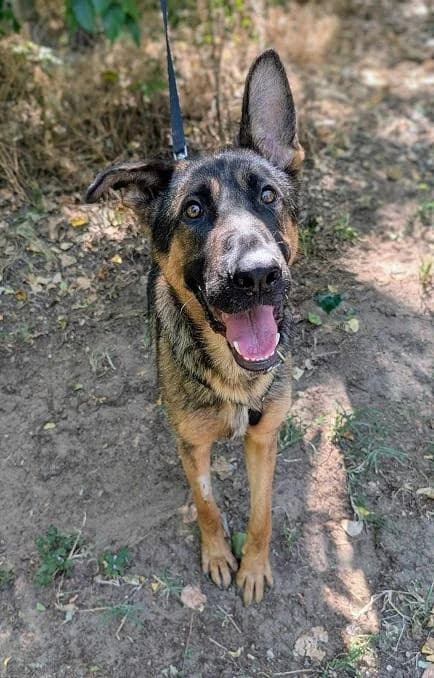 Dabasi Torben, ordas male young mixed breed for adoption at Szent Ferenc Állatotthon