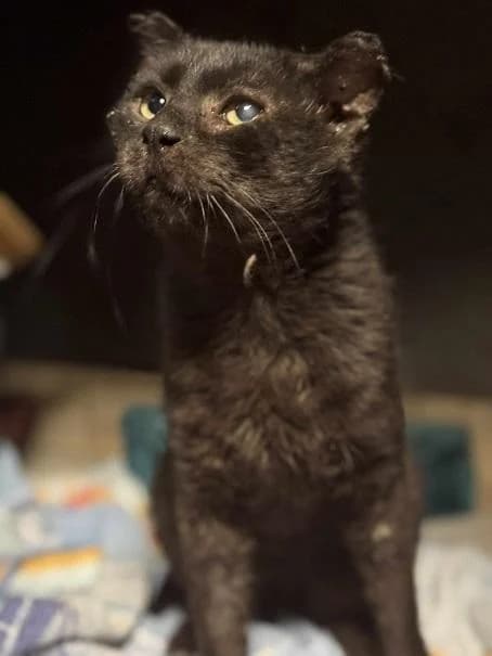 Szent Ferenc Állatotthon Alapítvány, fekete male mixed breed for adoption at Szent Ferenc Állatotthon