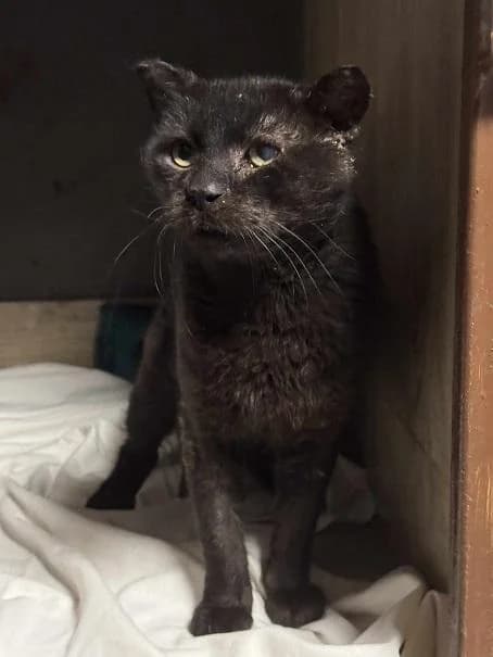 Szent Ferenc Állatotthon Alapítvány, fekete male mixed breed for adoption at Szent Ferenc Állatotthon — photo 2 of 4