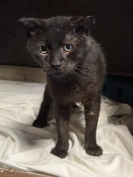 Szent Ferenc Állatotthon Alapítvány, fekete male mixed breed for adoption at Szent Ferenc Állatotthon — photo 3 of 4