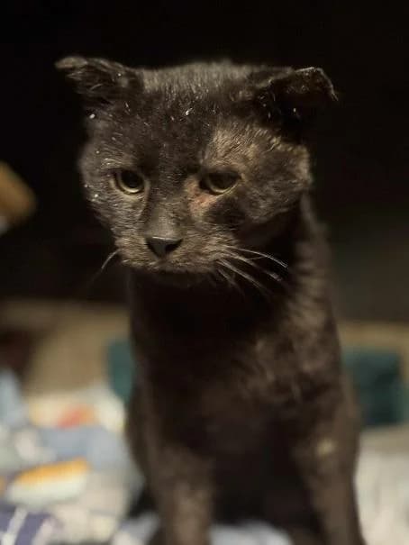 Szent Ferenc Állatotthon Alapítvány, fekete male mixed breed for adoption at Szent Ferenc Állatotthon — photo 4 of 4