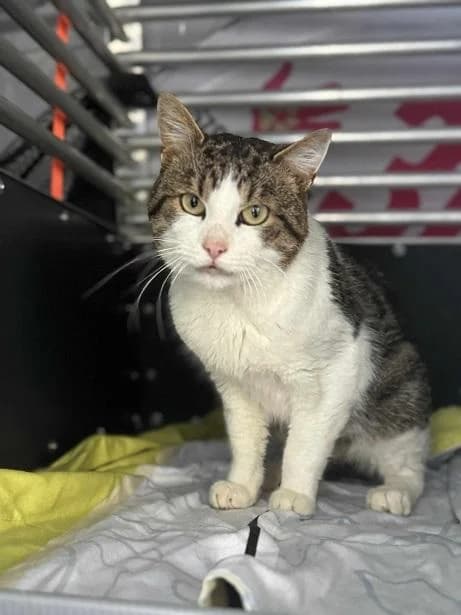 Szent Ferenc Állatotthon Alapítvány, fehér-cirmos male mixed breed for adoption at Szent Ferenc Állatotthon — photo 2 of 4