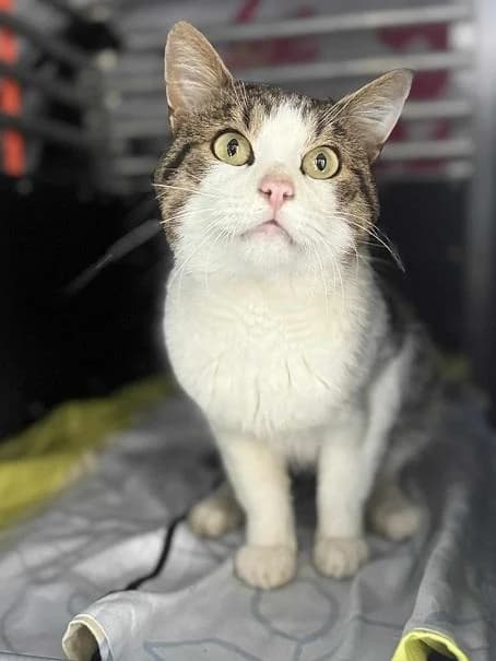 Szent Ferenc Állatotthon Alapítvány, fehér-cirmos male mixed breed for adoption at Szent Ferenc Állatotthon — photo 3 of 4