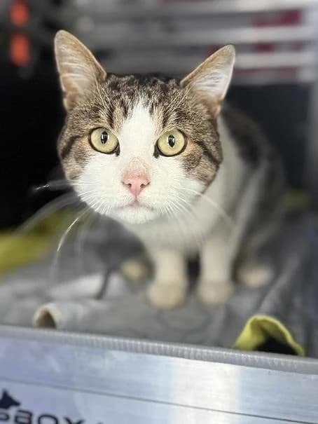 Szent Ferenc Állatotthon Alapítvány, fehér-cirmos male mixed breed for adoption at Szent Ferenc Állatotthon — photo 4 of 4