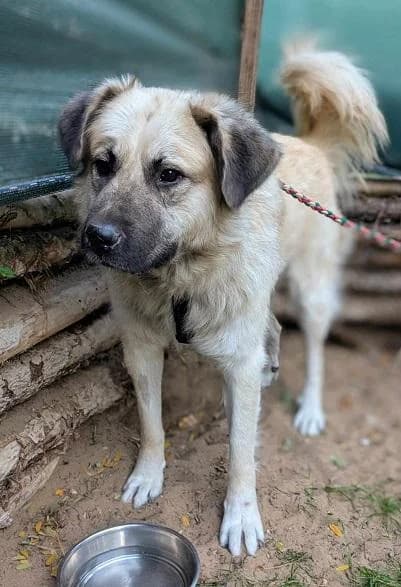 Dabasi Guba, ordas male young mixed breed for adoption at Szent Ferenc Állatotthon