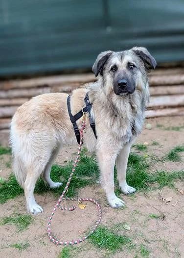 Dabasi Gordon, ordas male young mixed breed for adoption at Szent Ferenc Állatotthon