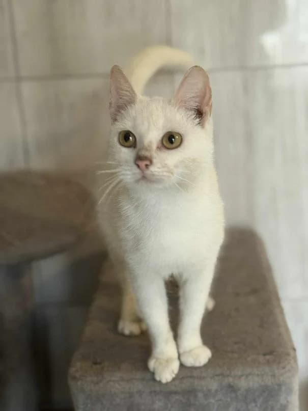 Felsőpakonyi Luna, fehér female young mixed breed for adoption at Szent Ferenc Állatotthon