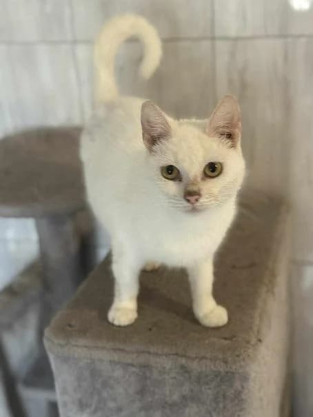 Szent Ferenc Állatotthon Alapítvány, fehér female mixed breed for adoption at Szent Ferenc Állatotthon — photo 2 of 4