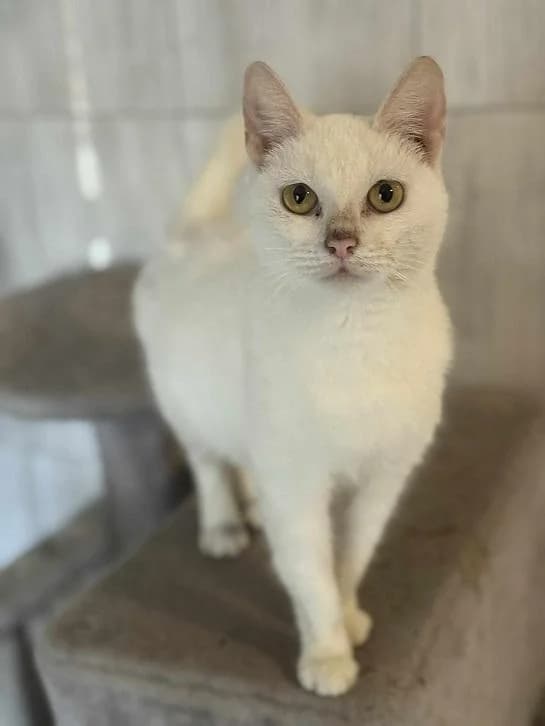 Szent Ferenc Állatotthon Alapítvány, fehér female mixed breed for adoption at Szent Ferenc Állatotthon — photo 3 of 4