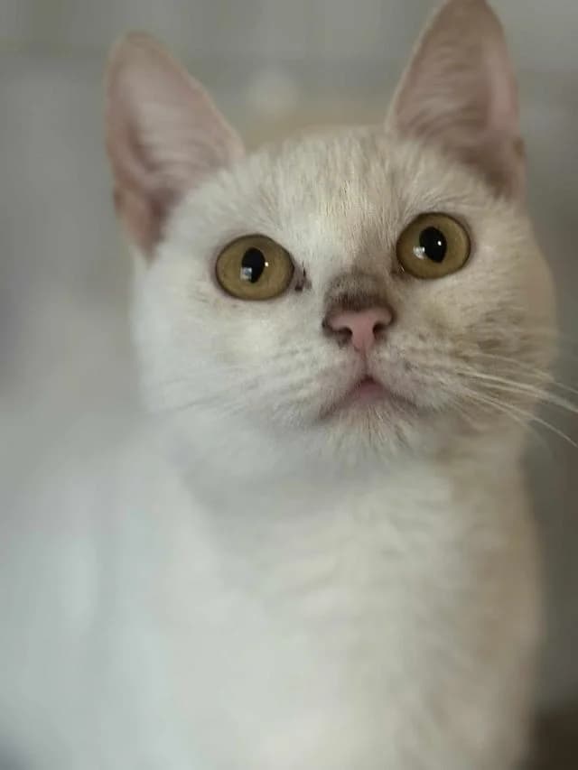 Szent Ferenc Állatotthon Alapítvány, fehér female mixed breed for adoption at Szent Ferenc Állatotthon — photo 4 of 4