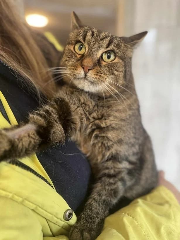 Szent Ferenc Állatotthon Alapítvány, cirmos (szürke vagy barna) female mixed breed for adoption at Szent Ferenc Állatotthon