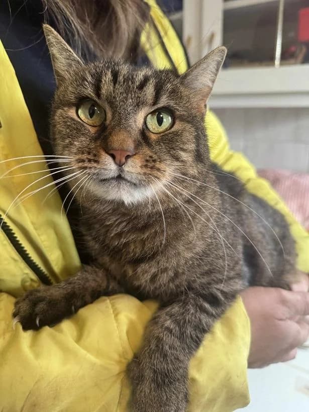 Szent Ferenc Állatotthon Alapítvány, cirmos (szürke vagy barna) female mixed breed for adoption at Szent Ferenc Állatotthon — photo 2 of 4