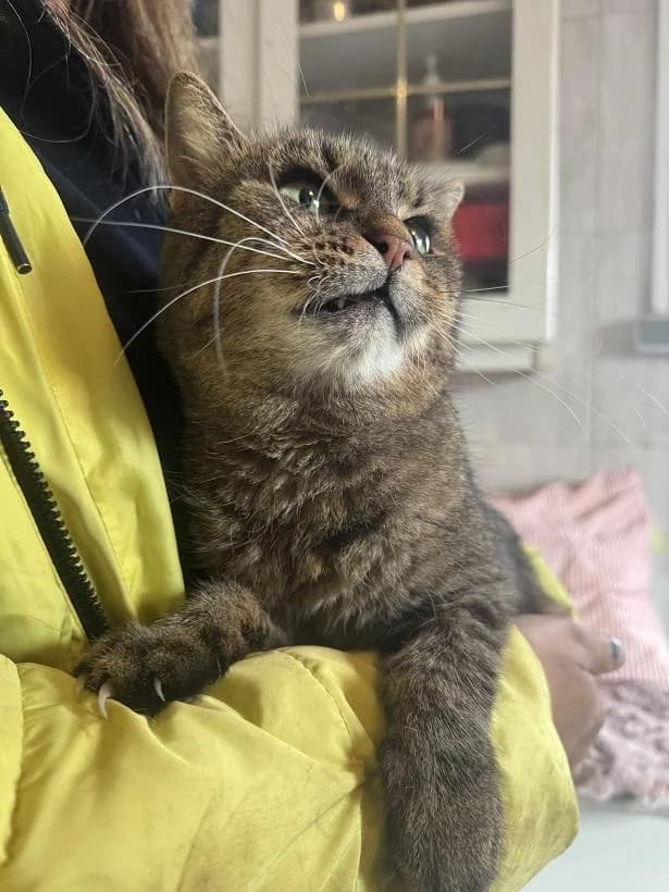 Szent Ferenc Állatotthon Alapítvány, cirmos (szürke vagy barna) female mixed breed for adoption at Szent Ferenc Állatotthon — photo 3 of 4