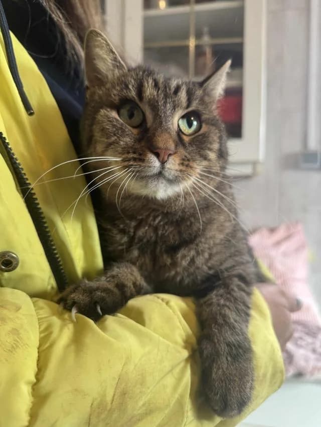 Szent Ferenc Állatotthon Alapítvány, cirmos (szürke vagy barna) female mixed breed for adoption at Szent Ferenc Állatotthon — photo 4 of 4