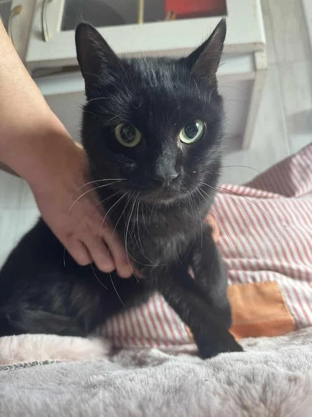 Szent Ferenc Állatotthon Alapítvány, fekete male mixed breed for adoption at Szent Ferenc Állatotthon