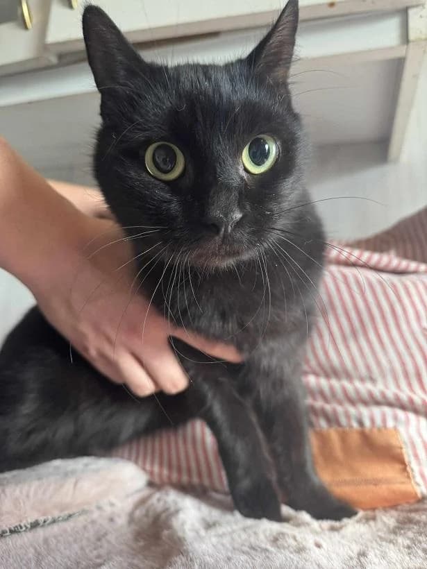 Szent Ferenc Állatotthon Alapítvány, fekete male mixed breed for adoption at Szent Ferenc Állatotthon — photo 2 of 3