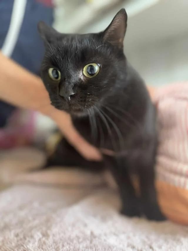 Szent Ferenc Állatotthon Alapítvány, fekete male mixed breed for adoption at Szent Ferenc Állatotthon — photo 3 of 3