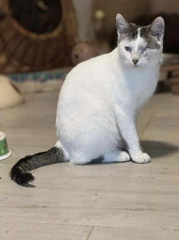 Szent Ferenc Állatotthon Alapítvány, fehér-cirmos male mixed breed for adoption at Szent Ferenc Állatotthon