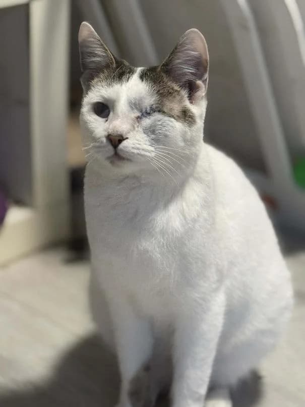 Szent Ferenc Állatotthon Alapítvány, fehér-cirmos male mixed breed for adoption at Szent Ferenc Állatotthon — photo 2 of 4