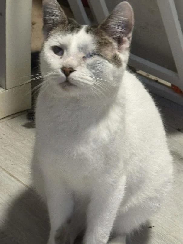 Szent Ferenc Állatotthon Alapítvány, fehér-cirmos male mixed breed for adoption at Szent Ferenc Állatotthon — photo 3 of 4