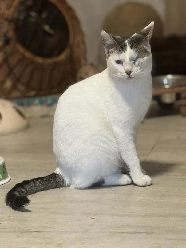 Szent Ferenc Állatotthon Alapítvány, fehér-cirmos male mixed breed for adoption at Szent Ferenc Állatotthon — photo 4 of 4