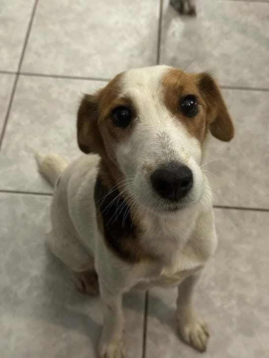 Alsópakonyi Puncs, trikolór female 3yo mixed breed for adoption at Szent Ferenc Állatotthon