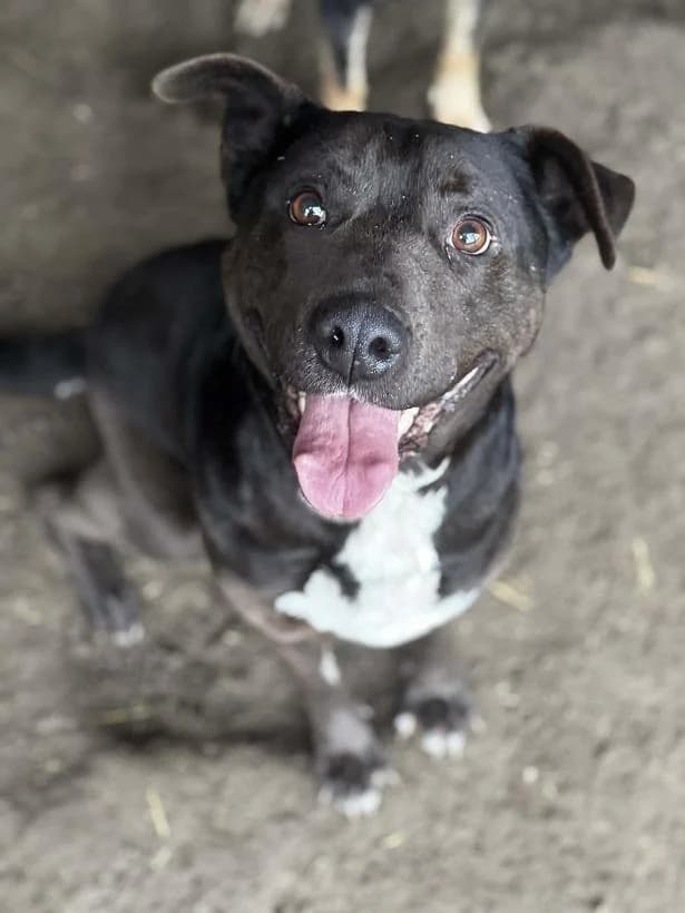 Salgótarjáni Mona, fekete female 5yo Staffordshire Bull Terrier for adoption at Szent Ferenc Állatotthon