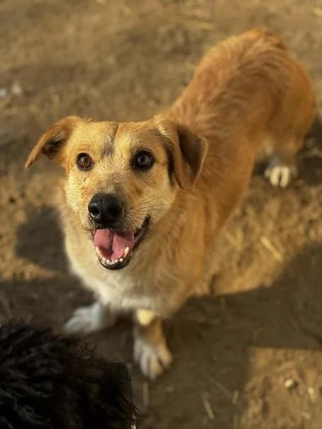 RO. Carl, zsemle male 4yo Labrador Retriever for adoption at Szent Ferenc Állatotthon