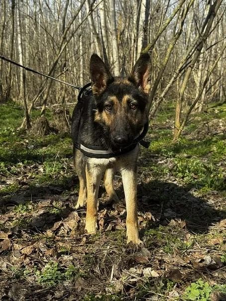 Ócsai Szellő, rajzos female 4yo mixed breed for adoption at Szent Ferenc Állatotthon