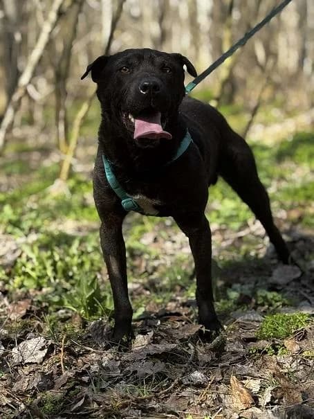 Dabasi Napo, fekete male young Shar Pei for adoption at Szent Ferenc Állatotthon