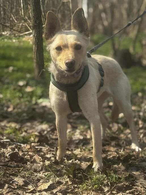 Dabasi Milaja, zsemle female young mixed breed for adoption at Szent Ferenc Állatotthon