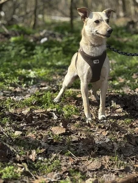 Borsodi Batyu, fehér male young mixed breed for adoption at Szent Ferenc Állatotthon