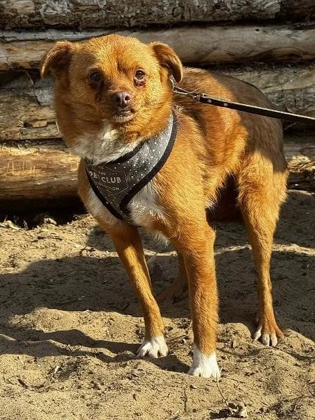 RO. Quiang, vörös male young mixed breed for adoption at Szent Ferenc Állatotthon