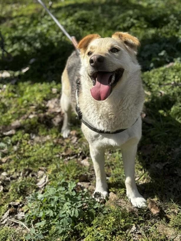 Szerepi Oreo, rajzos male 3yo mixed breed for adoption at Szent Ferenc Állatotthon