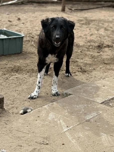 Újhartyáni Zorka, fekete-fehér female young Kuvasz for adoption at Szent Ferenc Állatotthon