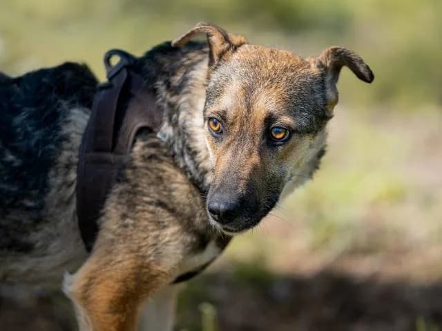 Borsodi Hopi, barna female young mixed breed for adoption at Szent Ferenc Állatotthon