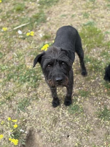 Dabasi Naomi, fekete female 5yo Puli for adoption at Szent Ferenc Állatotthon