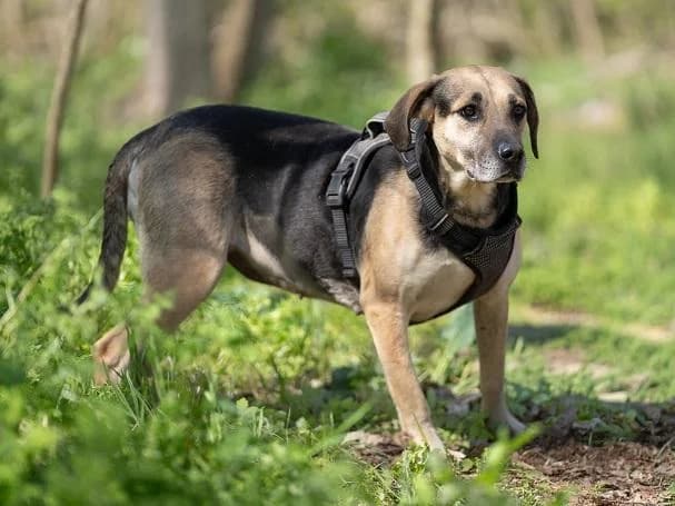 Miskolci Eperke, fekete-cser female 4yo mixed breed for adoption at Szent Ferenc Állatotthon