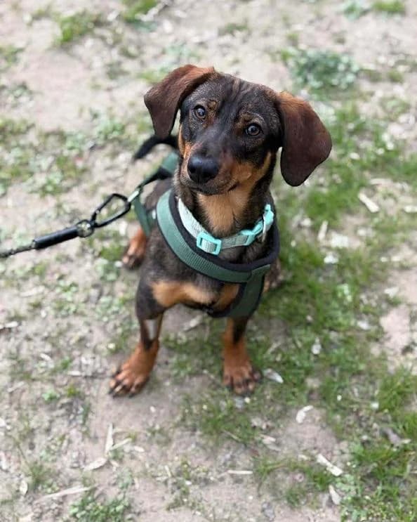 Borsodi Rubble, barna male young mixed breed for adoption at Szent Ferenc Állatotthon