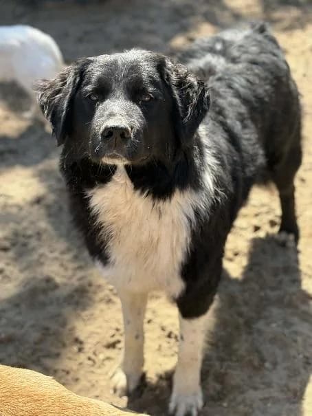 Újhartyáni Zivi, fekete-fehér male young Kuvasz for adoption at Szent Ferenc Állatotthon
