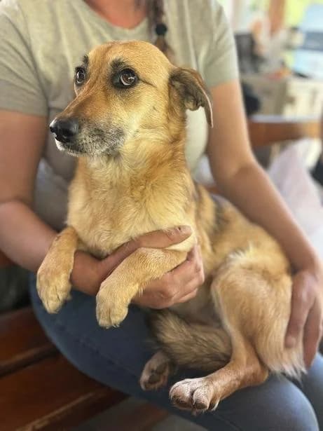 Ro. Zuzi, barna female 3yo mixed breed for adoption at Szent Ferenc Állatotthon
