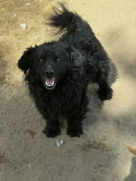 Ócsai Bimbi, fekete male 6yo mixed breed for adoption at Szent Ferenc Állatotthon