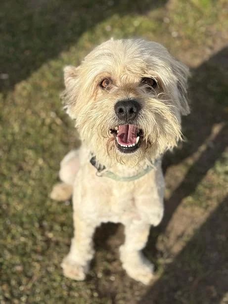 Újhátyáni Vekni, zsemle male 5yo Havanese for adoption at Szent Ferenc Állatotthon