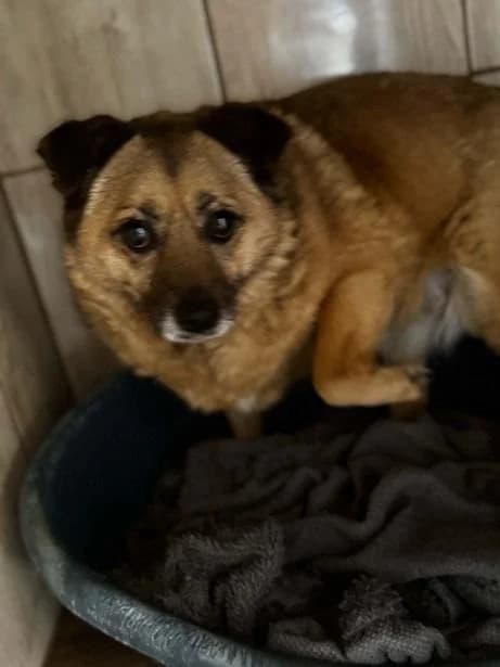 Ro. Iga, barna female 6yo mixed breed for adoption at Szent Ferenc Állatotthon