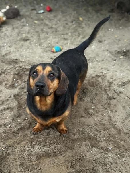 Inárcsi Buffi, fekete-cser male 3yo mixed breed for adoption at Szent Ferenc Állatotthon