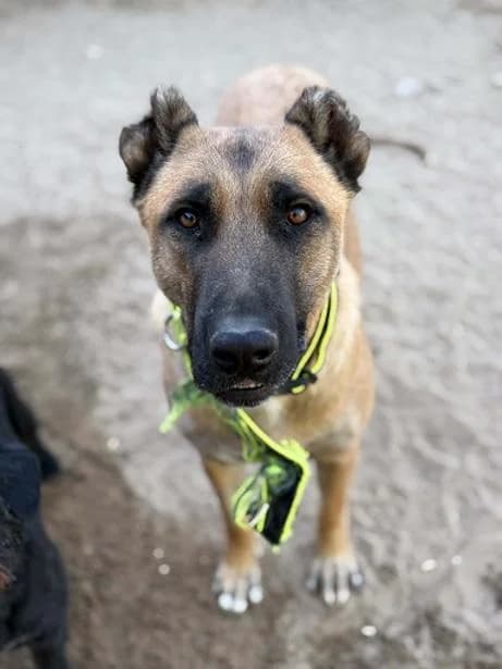 Dabasi Dió, barna female 4yo mixed breed for adoption at Szent Ferenc Állatotthon