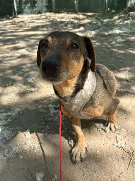Ócsai Tobin, ordas male senior mixed breed for adoption at Szent Ferenc Állatotthon