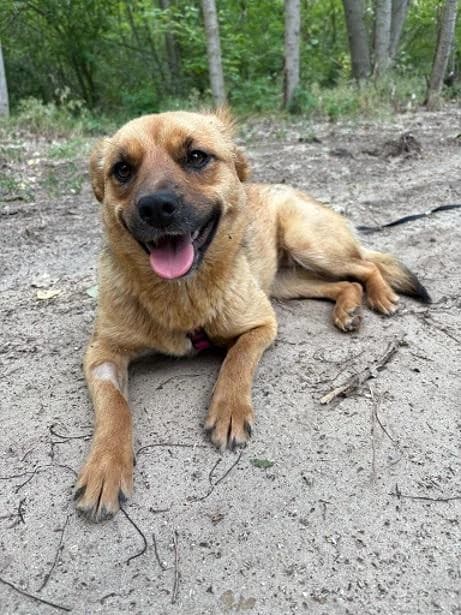 Borsodi Miranda, barna female 3yo mixed breed for adoption at Szent Ferenc Állatotthon