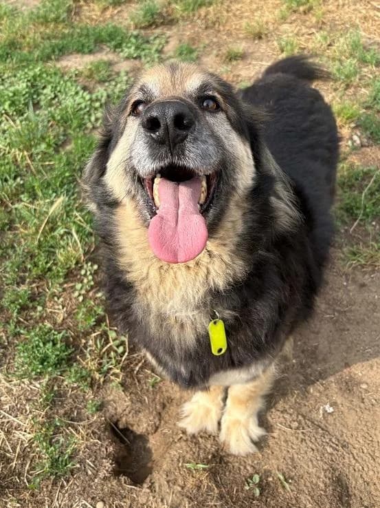Üllői Láncelott, rajzos male 6yo mixed breed for adoption at Szent Ferenc Állatotthon