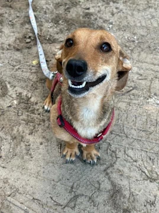 Dabasi Chupa, barna female 5yo mixed breed for adoption at Szent Ferenc Állatotthon